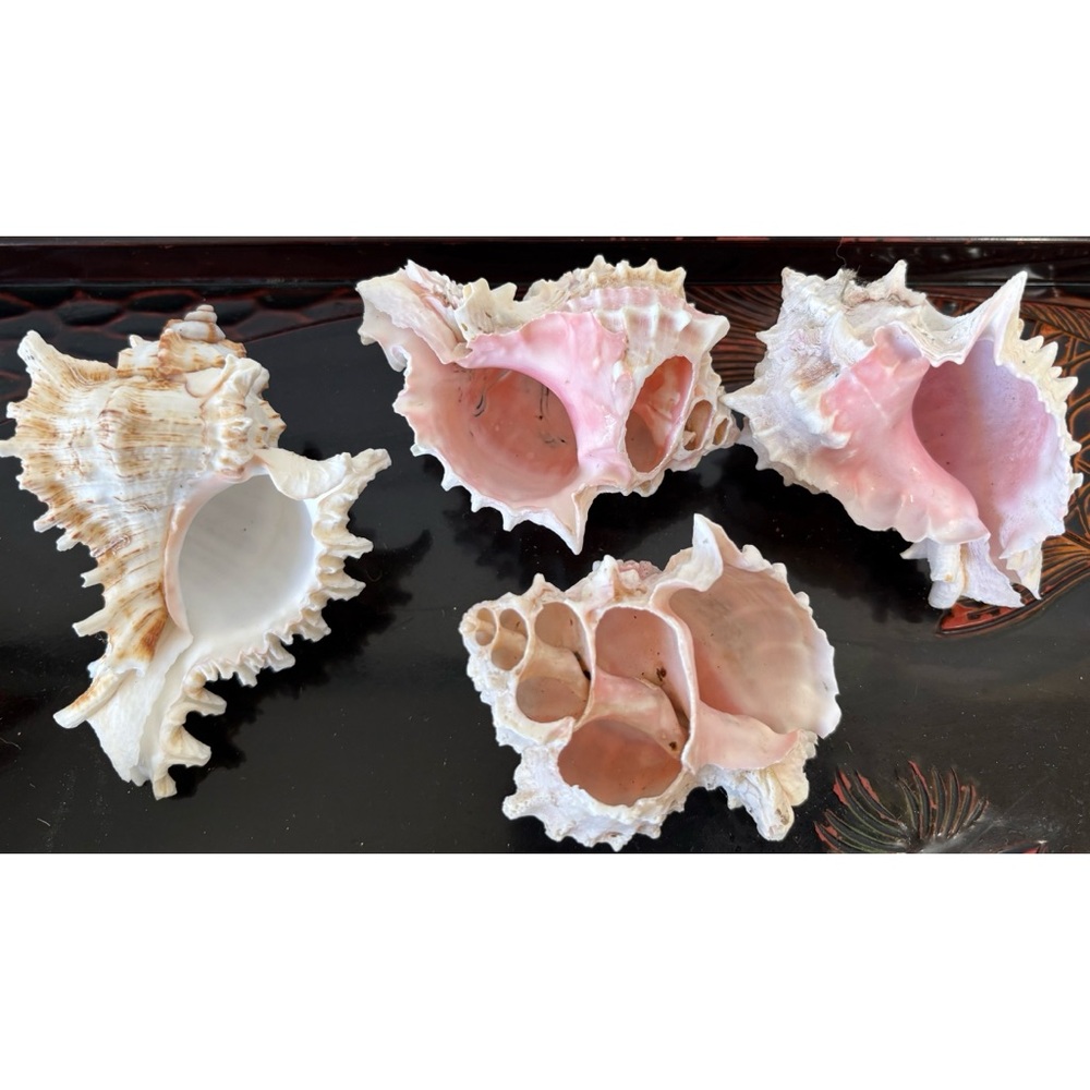 (4) Hermit Crab Shells~PINK MUREX CONCH 4”